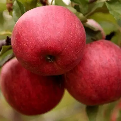 Яблоня ГАЛА ШНИГА в Жодино