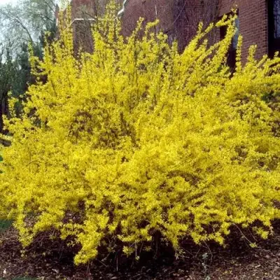 Форзиция ТАРАНДТ промежуточная в Жодино