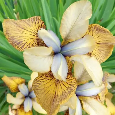 Ирис ФЛАЙИНГ ФИДДЛЗ сибирский в Жодино