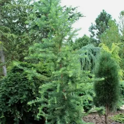 Лиственница КЕМПФЕРА в Жодино