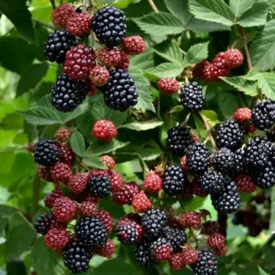 Ежевика РУБЕН ремонтантная  в Жодино