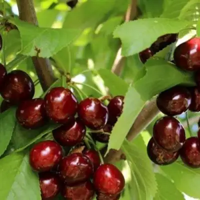 Черешня ИПУТЬ в Жодино