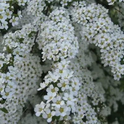 Спирея АРГУТА в Жодино