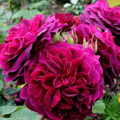 Роза МАНСТЕД ВУД английская в Жодино