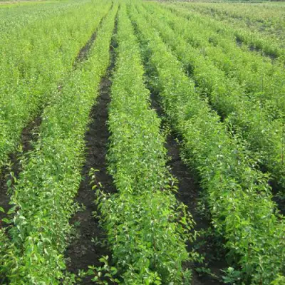 Подвой сливы ДИКАЯ АЛЫЧА в Жодино