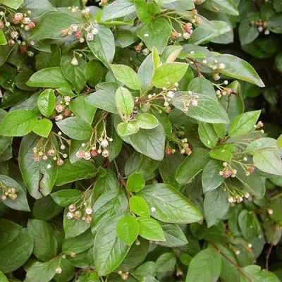 Кизильник блестящий в Жодино