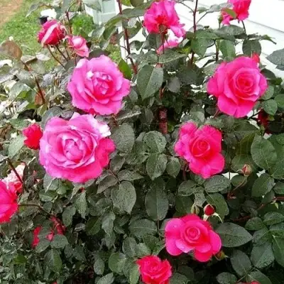 Роза МАЛИНОВЫЙ ЗВОН чайно-гибридная в Жодино