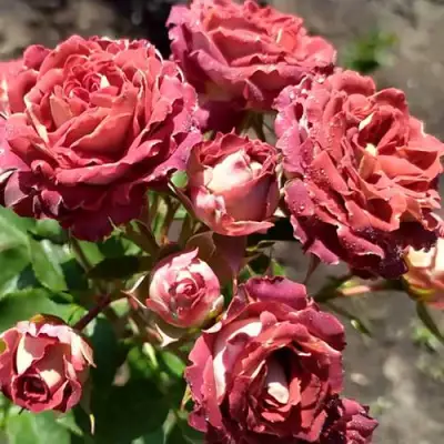 Роза ТИРАМИСУ спрей в Жодино