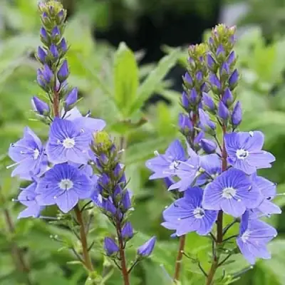 Вероника РОЯЛ БЛЮ большая в Жодино