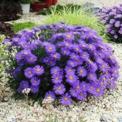 Астра ЛЕДИ ИН БЛЮ в Жодино