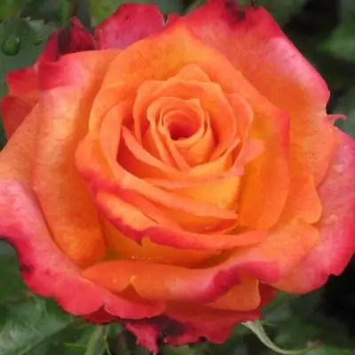 Роза ВАУ чайно-гибридная в Жодино