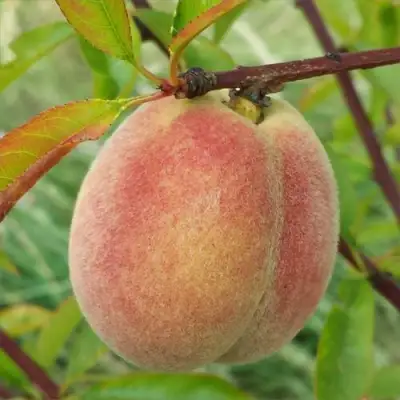 Персик ЕЛГАВСКИЙ в Жодино