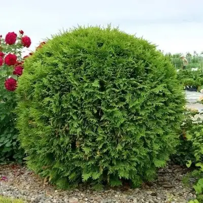 Туя ВУДВАРДИ западная в Жодино