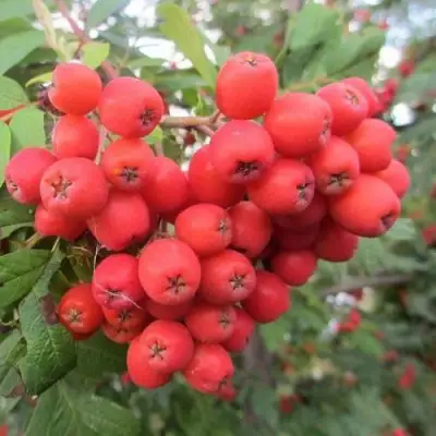 Рябина НЕВЕЖИНСКАЯ сладкоплодная в Жодино