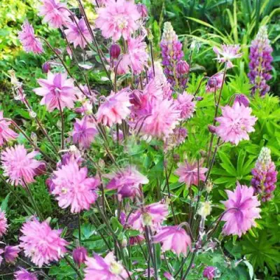 Аквилегия БАРЛОУ ПИНК гибрид МакКаны в Жодино