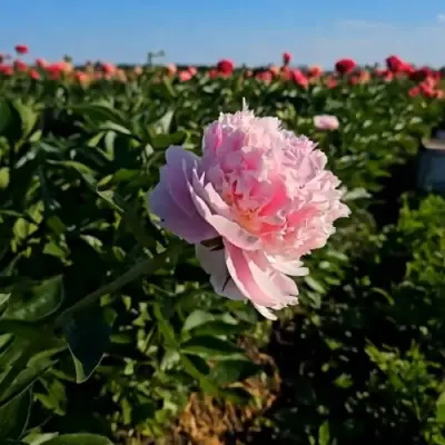 Пион ИМПЕРАТОРСКАЯ НАЛОЖНИЦА древовидный в Жодино