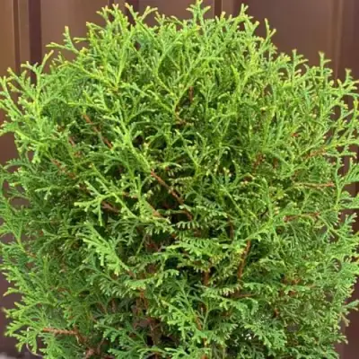 Туя ХОЗЕРИ западная в Жодино