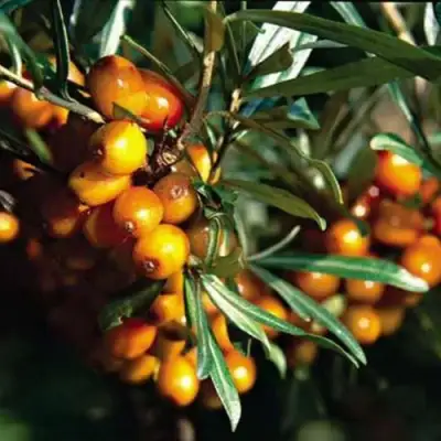 Облепиха ДАР КАЗАКОВУ в Жодино