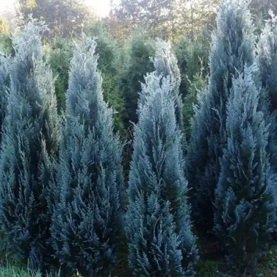 Кипарисовик ДАРТС БЛЮ РИББОН лавсона в Жодино