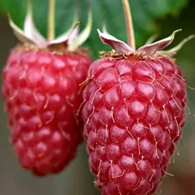 Малина РУБИНОВОЕ ОЖЕРЕЛЬЕ в Жодино