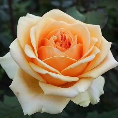 Роза ГЕЙША чайно-гибридная в Жодино