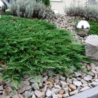 Можжевельник ПРИНЦ ОФ УЭЛЬС горизонтальный в Жодино