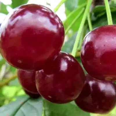 Вишня ГРИОТ БЕЛОРУССКИЙ в Жодино