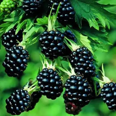 Ежевика КИТАНИНИ бесшипная  в Жодино