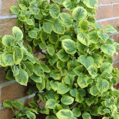 Гортензия МИРАНДА черешковая в Жодино