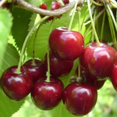 Вишня ХАРИТОНОВСКАЯ в Жодино