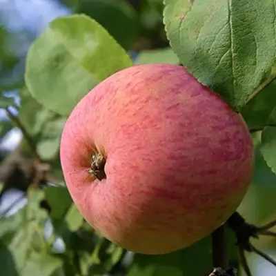 Яблоня МЕЛБА в Жодино