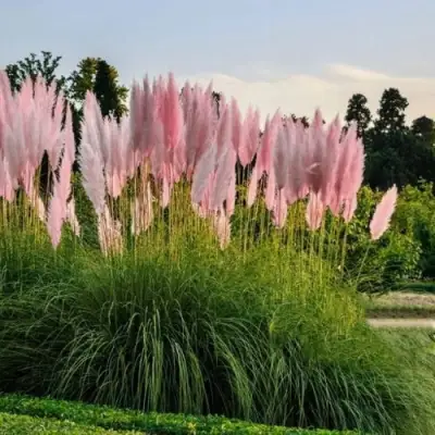 Кортадерия розовая (пампасная трава) в Жодино