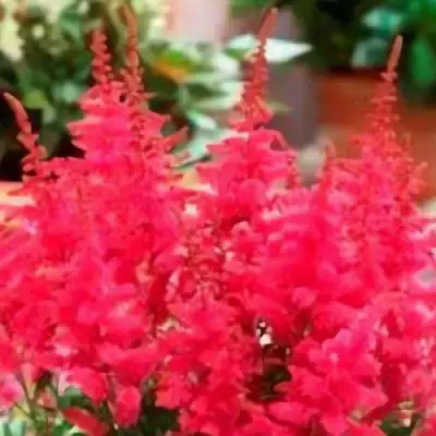 Астильба ЮНИК КАРМИН гибридная в Жодино