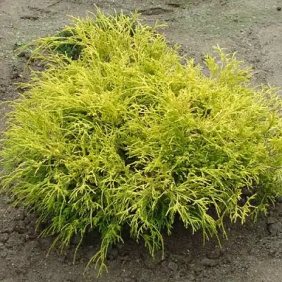 Кипарисовик ГОЛДЕН МОП горохоплодный в Жодино