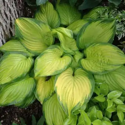 Хоста СТЕЙНД ГЛАСС гибридная в Жодино