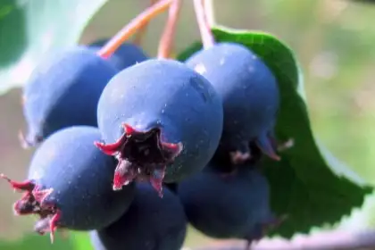 Сорта ягодных кустарников - ИРГА