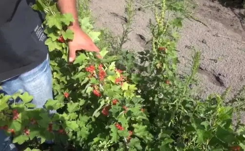 Превью видео