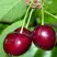 Черешня ВАСИЛИСА в Жодино
