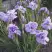 Ирис ИМПЕРИАЛ ОПАЛ сибирский в Жодино