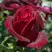 Роза ПАПА МЕЙЯН чайно-гибридная в Жодино