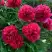 Пион БЕЛГРАВИЯ травянистый в Жодино
