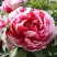 Пион РЕД ВИЗ ПИНК древовидный в Жодино