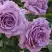 Роза ЛАВ СОНГ флорибунда в Жодино