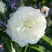 Роза АЛАБАСТЕР флорибунда в Жодино