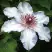 Клематис МАРИЯ КАЧИНСКАЯ в Жодино