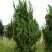 Можжевельник КАЙЗУКА китайский в Жодино