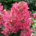 Гортензия МЕГА МИНДИ метельчатая в Жодино