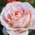 Роза АНДРЕ ЛЕ НОТР чайно-гибридная в Жодино