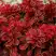 Барбарис РЕД ХОТ ЧИЛИ тунберга в Жодино