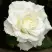 Роза МОНДИАЛЬ чайно-гибридная в Жодино